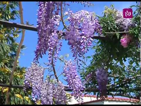 فيديو: نباتات الوستارية الحريرية - تعرف على زراعة الوستارية الحريرية في المناظر الطبيعية