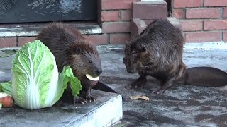 食事マナー抜群のアメリカビーバー  Cute American beaver feed time 【Cute animal videos】【羽村市動物園】