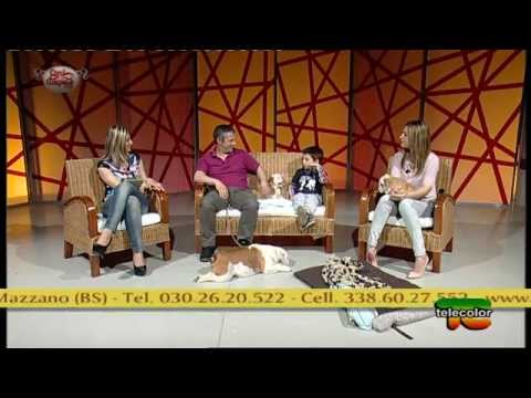 Trasmissione "Cani, Gatti & Co" - 09.05.2015 - Bulldog Inglese