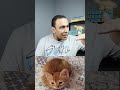 القط البلدي 