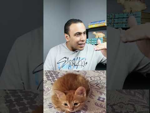 القط البلدي