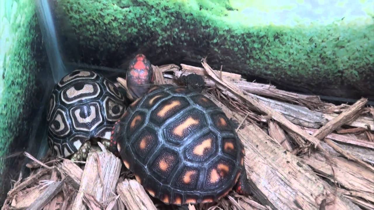 Cherry Head Red Foot Tortoises For Sale Buy At Big Apple Pet With