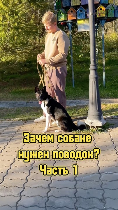 Зачем собаке нужен поводок? Часть 1 🐕 #питомцы #собака #безопасность # ...
