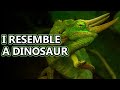 Jackson's Chameleon facts: the three horned chameleon | Animal Fact Files