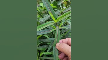 cây kim vàng sơ cứu rắn độc cắn cực kỳ hiệu quả #shorts