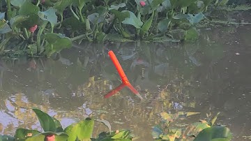 Câu Cá Rô Đồng , Đụng Độ Cá Rô Mề Ăn Kéo Bềnh Phao