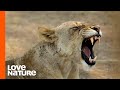 Hollywood Lion Pride Fights Off Nomad Males | Love Nature