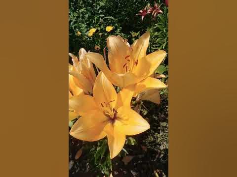 #лилия ОТ-гибрид Корковадо - YouTube