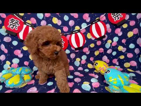 堺市のペットショップのトイプードルペットNo.250602の子犬動画サムネイル