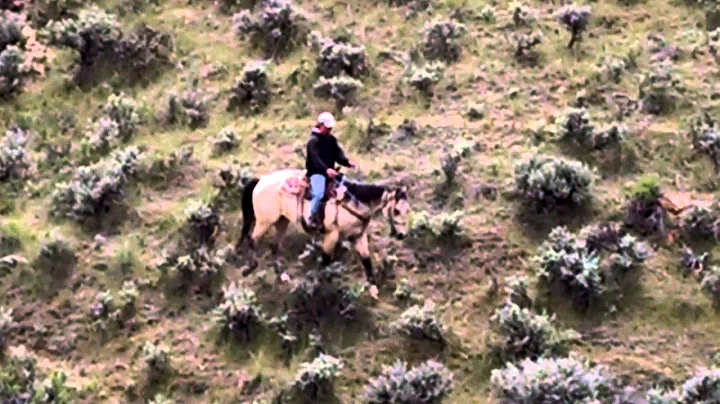 JoAnn Carroll's Arnold- 4 yr old gelding