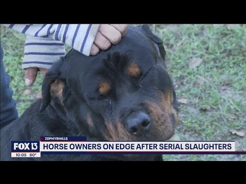 Dogs chase off would-be horse slaughterers in Pasco