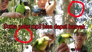 Mikat burung dihutan hanya menggunakan mp3 || dapat cucak ijo muda hutan || part 1