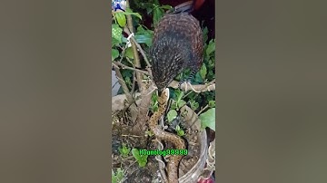 Chim bìm bịp định nuốt chửng cả con rắn#chimsanmoi #snake