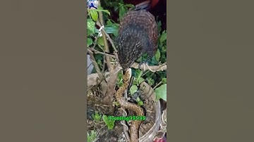 Chim bìm bịp định nuốt chửng cả con rắn#chimsanmoi #snake