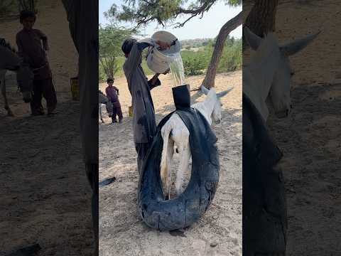 صبي يجمع الماء بوضع قطعة قماش فوق حماره في الحر الشديد