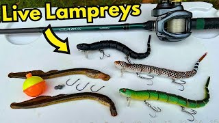 LIVE LAMPREYS vs. SNAKE LURES FISHING CHALLENGE by Ace Videos 150,656 views 11 months ago 16 minutes