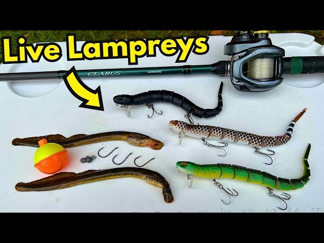 LIVE LAMPREYS vs. SNAKE LURES FISHING CHALLENGE 