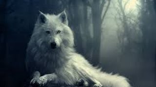 How To Become a wolf/werewolf in real life