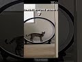cat speed