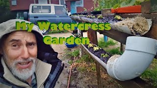 How I made a Water Cress Garden ~ Clay Tall Stories