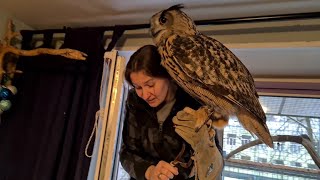 How to handle an owl. Master class on getting an Eagle owl