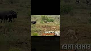 africa wild animals and wild animals things-malamala safari moments animals2021 wildanimals Lion