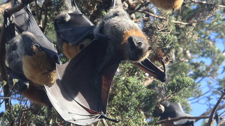 An Australian Town Is Being Overrun By Giant Bats - DayDayNews