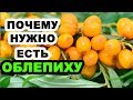 ОБЛЕПИХА: полезные свойства, противопоказания, рецепты народной медицины при повышенном давлении