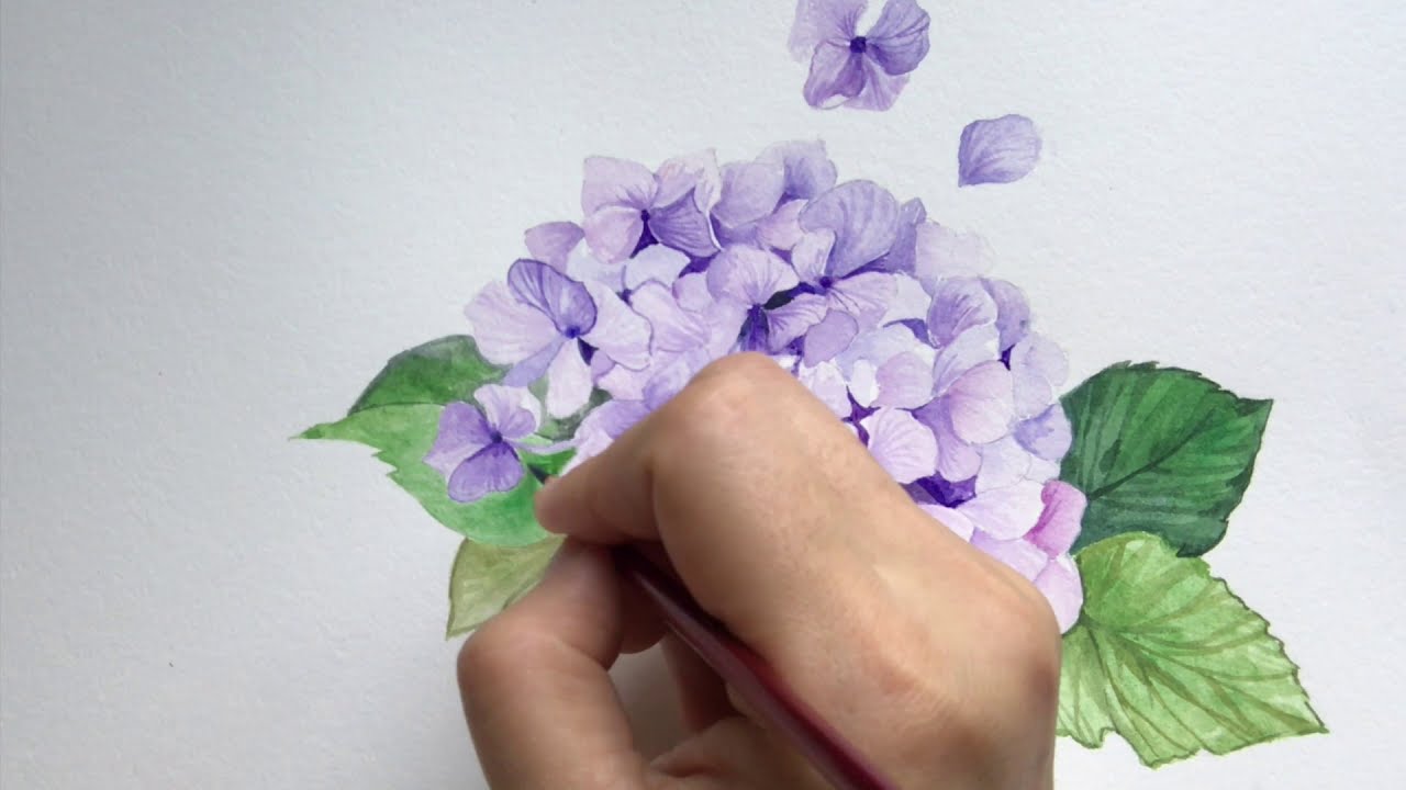 画花花系列水彩画绣球花Watercolor tutorial | Paint hydrangea