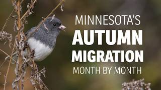 Minnesota's Autumn Bird Migration Month By Month Update