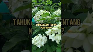 Tahukah Anda Tentang Bunga Nusa Indah?