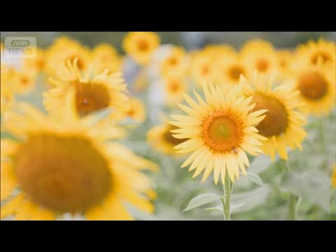 黄色い夏の風物詩　55万本のヒマワリ見ごろ　神奈川・座間市(2026年8月18日)