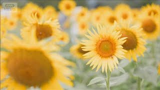 A Yellow Sign of Summer: 550,000 Sunflowers in Full Bloom in Zama, Kanagawa (August 18, 2026)