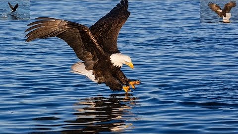 It Only Takes An Eagle 4 Seconds To Kill !!