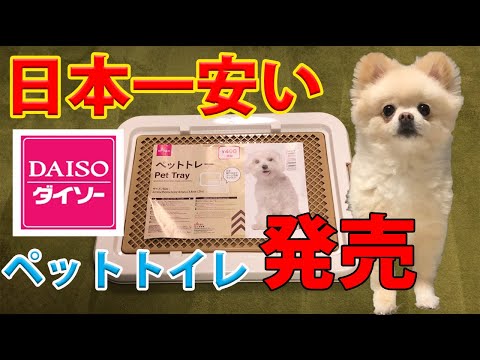ダイソー 日本一安いペットトイレ発売 100均 犬のトイレ Youtube
