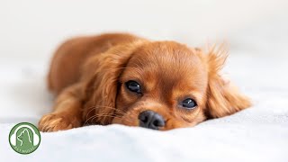 Dog Music🐶Music to relieve stress and anxiety🎵Calm music for dogs by My Pet Music 46,695 views 6 months ago 10 hours, 48 minutes