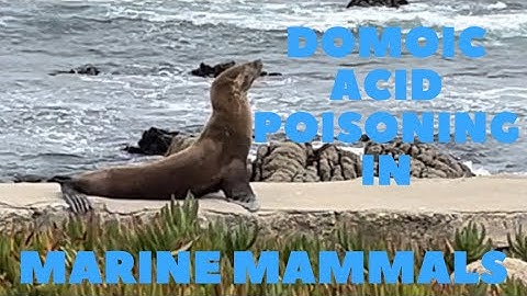 Domoic Acid Poisoning in Marine Mammals