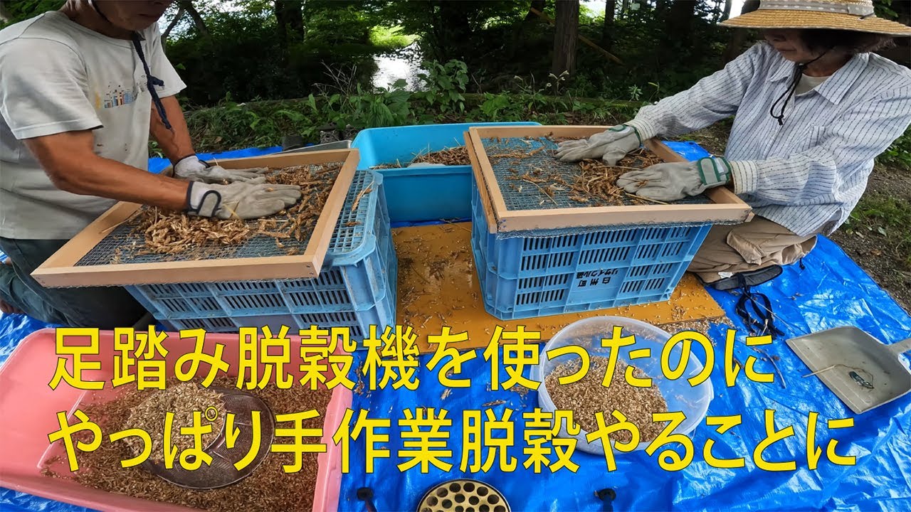 足踏み脱穀機を使っても 最後は手作業脱穀 Youtube
