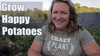 What to plant WITH potatoes and what to AVOID planting with potatoes. Companion planting by Lorella - Plan Bee Orchard and Farm 9,969 views 1 year ago 5 minutes, 3 seconds