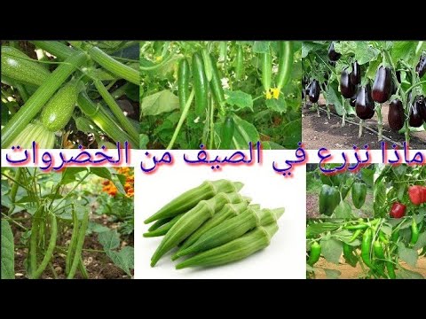 فيديو: المنطقة 6 حدائق الخضروات: نصائح حول زراعة الخضروات في المنطقة 6