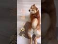 豆柴でも柴犬でも柴犬には変わりない