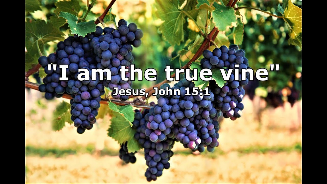 Jesus , the vine and our fruit bearing (Bible preaching Scotland) YouTube