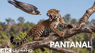WILD PANTANAL | The Invisible Hunter the Sky Could See | Wildlife Documentary