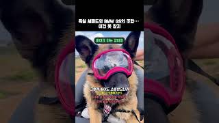 독일 셰퍼드와 BMW GS의 조합… 이건 못 참지