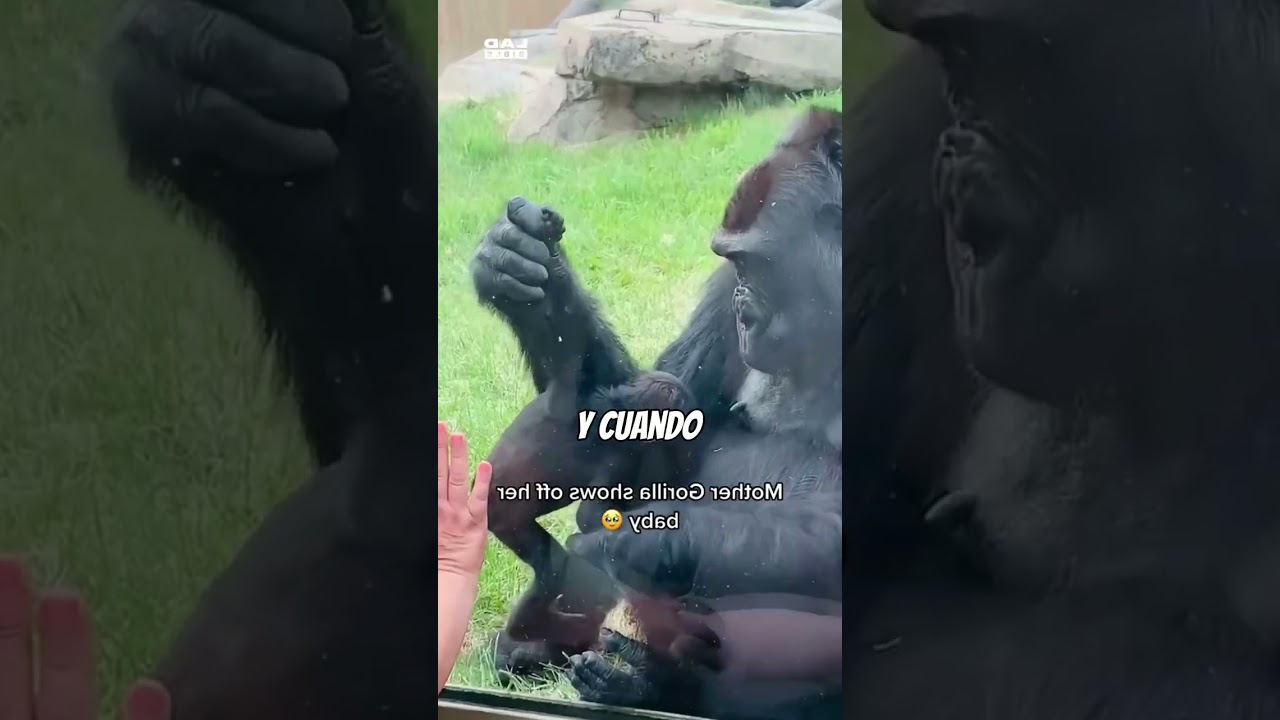 El GORILA ve al niño HUMANO y hace ALGO magnífico✨❤️