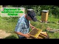 Dałem jej szansę - czy też byście tak zrobili? #bee #beekeeping #beekeeper #pszczoły