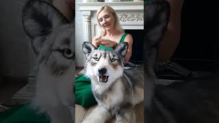 Big Wolf Realistic Plush Toy Made To Order