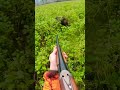 Chasse au Sanglier : Action Intense en Plein Nature 🦌