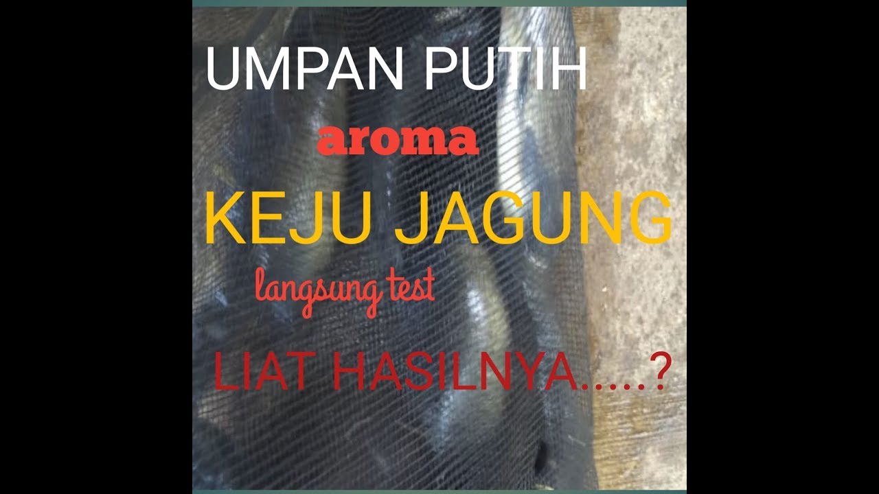 UMPAN PUTIH AROMA KEJU JAGUNG pas buat mancing harian 