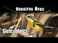 SIETE COLORES - Serie Nuestras Aves